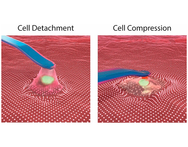 4D Force Detection of Cell Adhesion and Contractility