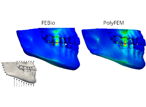 A systematic comparison between FEBio and PolyFEM for biomechanical systems