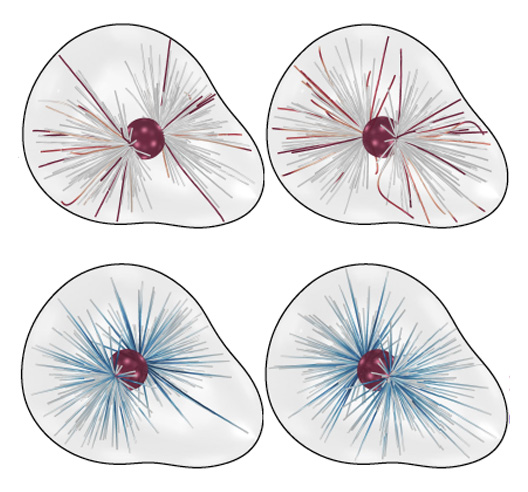 A fast platform for simulating flexible fiber suspensions applied to cell mechanics